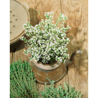 Thymus vulgaris ´Compactus´ / Materina dúška obyčajná, K9