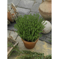 Thymus vulgaris / Tymián, K9