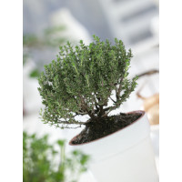 Thymus vulgaris ´Faustini´ / Tymián, K7