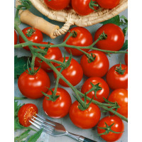 Rajčiny cherry Manolo® Red (Picolino F1), prirodzene rezistentné, štepená rastlina, K12