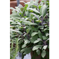 Salvia officinalis ´Purpurascens´ / Šalvia lekárska, K9