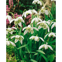 Galanthus niv. ´Flore Pleno´ / Plnokv. snežienky, bal. 7 ks, 5/+