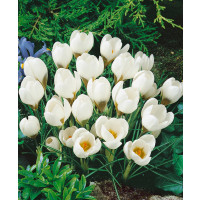 Crocus ´Ard Schenk´ / Botanický šafran, bal. 15 ks, 5/+