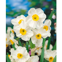 Narcis paperwhite ´Avalanche´ / Narcis aj do kvetináča, bal. 5 ks, 13/15