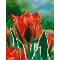 Tulipa ´Esperanto´ / Tulipán, bal. 5 ks, 12/+