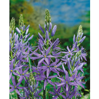 Camassia leichtlinii ´Caerulea´ / Kamasia modrá, bal. 2 ks, 14/+