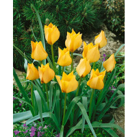 Tulipa ´Honky Tonk´ / Tulipán, bal. 10 ks, 6/+