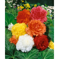 Begonia fimbriata mix / Begónia strapkatá zmes, bal. 3 ks, 5/+