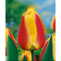 Tulipa ´Apeldoorn´ s Elite ´/ Tulipán, bal. 10 ks, 11/12