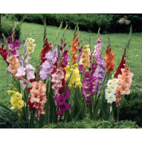 Gladiolus mix / Zmes mečíkov, bal. 50 ks, 10/12, SUPERCENA