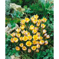 Crocus ´Advance´ / Botanický šafran, bal. 15 ks, 5/+