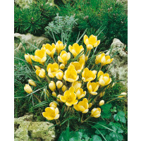 Crocus ´Romance´ / Botanický šafran, bal. 20 ks, 5/+