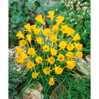 Narcis ´Golden Bells´, bal. 5 ks, 6/8