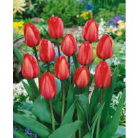 Tulipa ´Red Impression´ / Tulipán, bal. 7 ks, 11/12