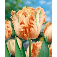 Tulipa ´Apricot Parrot´ / Tulipán, bal. 5 ks, 12/+