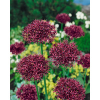 Allium ´Atropurpureum´ / Okrasný cesnak tmavopurpurový, bal. 5 ks, 10/+