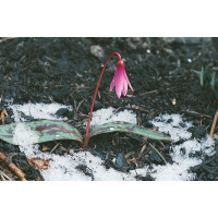 Erythronium ´Dens Canis´ mix / Zmes kandíkov ´Psí zub´, bal. 3 ks, I.