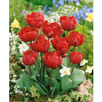Tulipa ´Red Princess´ / Tulipán, bal. 7 ks, 11/12