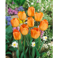 Tulipa ´Daydream´ / Tulipán, bal. 7 ks, 11/12