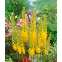 Eremurus stenophyllus (bungei) / Kleopatrina ihla zlatožltá, C4