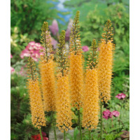 Eremurus ´Cleopatra´ / Kleopatrina ihla oranžová, I.