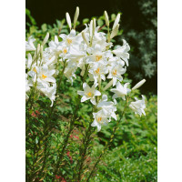 Lilium Candidum´ / Madonina ľalia, 18/20