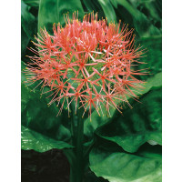 Haemanthus (Scadoxus) multiflorus ´Red´ / Hemant, 16/18