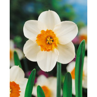 Narcis ´Barrett Browning´, bal. 5 ks, 12/14