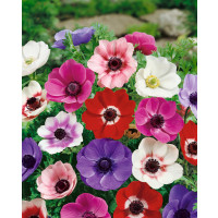Anemone ´De Caen´ / Veternice jednod. zmes, bal. 15 ks, 5/6