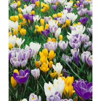 Crocus grandiflorus mix / Zmes veľkokv. šafranov (krokusov), bal. 30 ks, 8/9