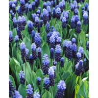 Muscari latifolium / Modrica dvojfarebná, bal. 15 ks, 6/7