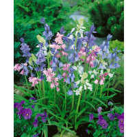 Scilla campanulata ´Mixed´ / Scila zvončekovitá zmes, bal. 10 ks, 8/10