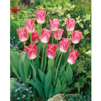 Tulipa ´Dynasty´ / Tulipán, bal. 7 ks, 11/12