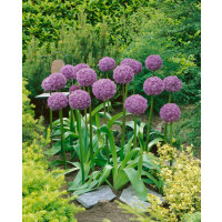 Allium Globemaster / Obrovský cesnak, bal. 1 ks, 18/20
