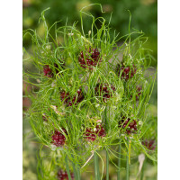 Allium vineale ´Hair´ / Okrasný cesnak, bal. 10 ks, 5/+