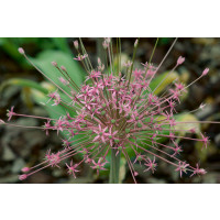 Allium ´Schubertii´ / Okrasný cesnak, bal. 3 ks, 10/12