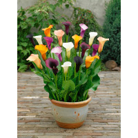 Zantedeschia Mix 3 / Kolekcia 3 kornútoviek, bal. 3 ks, 14/+