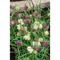 Fritillaria meleagris / Korunkovka strakatá, bal. 15 ks, 6/+