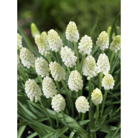 Muscari ´White Magic®´ / Modrica, bal. 15 ks, 7/8