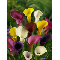 Zantedeschia Mix 3 / Kolekcia 3 kornútoviek, bal. 3 ks, 14/+