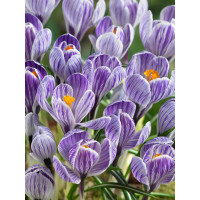 Crocus ´Pickwick´ / Veľkokvetý šafran, bal. 10 ks, 8/9