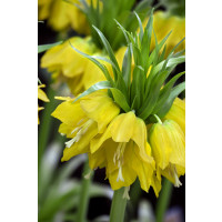 Fritillaria imperialis ´Lutea Maxima´ / Cisárska koruna žltá, 20/24
