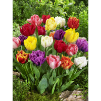 Tulipa double mix / Zmes plnokvetých tulipánov, bal. 20 ks, 11/12