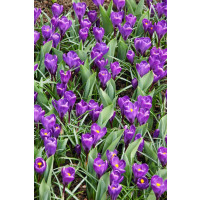 Crocus ´Flower Record´ / Veľkokvetý šafran, bal. 10 ks, 8/9