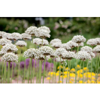 Allium ´Nigrum (Multibulb.)´ / Okrasný cesnak čierny, bal. 5 ks, 10/12