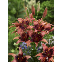 Lilium ´Whistler´ / Ľalia, bal. 2 ks, 14/16