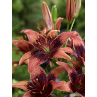 Lilium ´Whistler´ / Ľalia, bal. 2 ks, 14/16