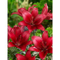 Lilium ´Red County´ / Ľalia, bal. 2 ks, 16/18