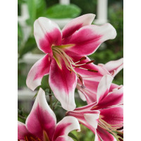 Lilium ´Oriental Red-White´ / Ľalia červeno-biela, bal. 2 ks, 16/18