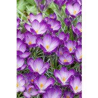 Crocus ´Ruby Giant´ / Botanický šafran, bal. 20 ks, 5/+